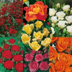 FABRE GRAINES - Super collection polyanthas - 7 rosiers