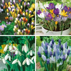 FABRE GRAINES - Super collection - 70 bulbes