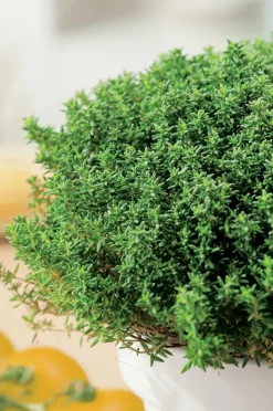 FABRE GRAINES - Thym d'hiver - 1 g