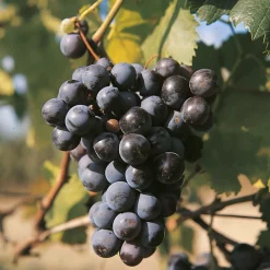 FABRE GRAINES - Vigne muscat bleu - pot 1.5 litre