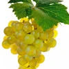 FABRE GRAINES - Vigne muscat blanc birstaler - pot 1.5 litre