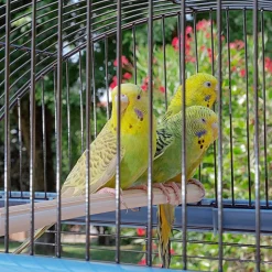 Ferplast cage pour canaris et autres petits oiseaux exotiques palladio 4, design élégant avec toit panoramique, accessoires et