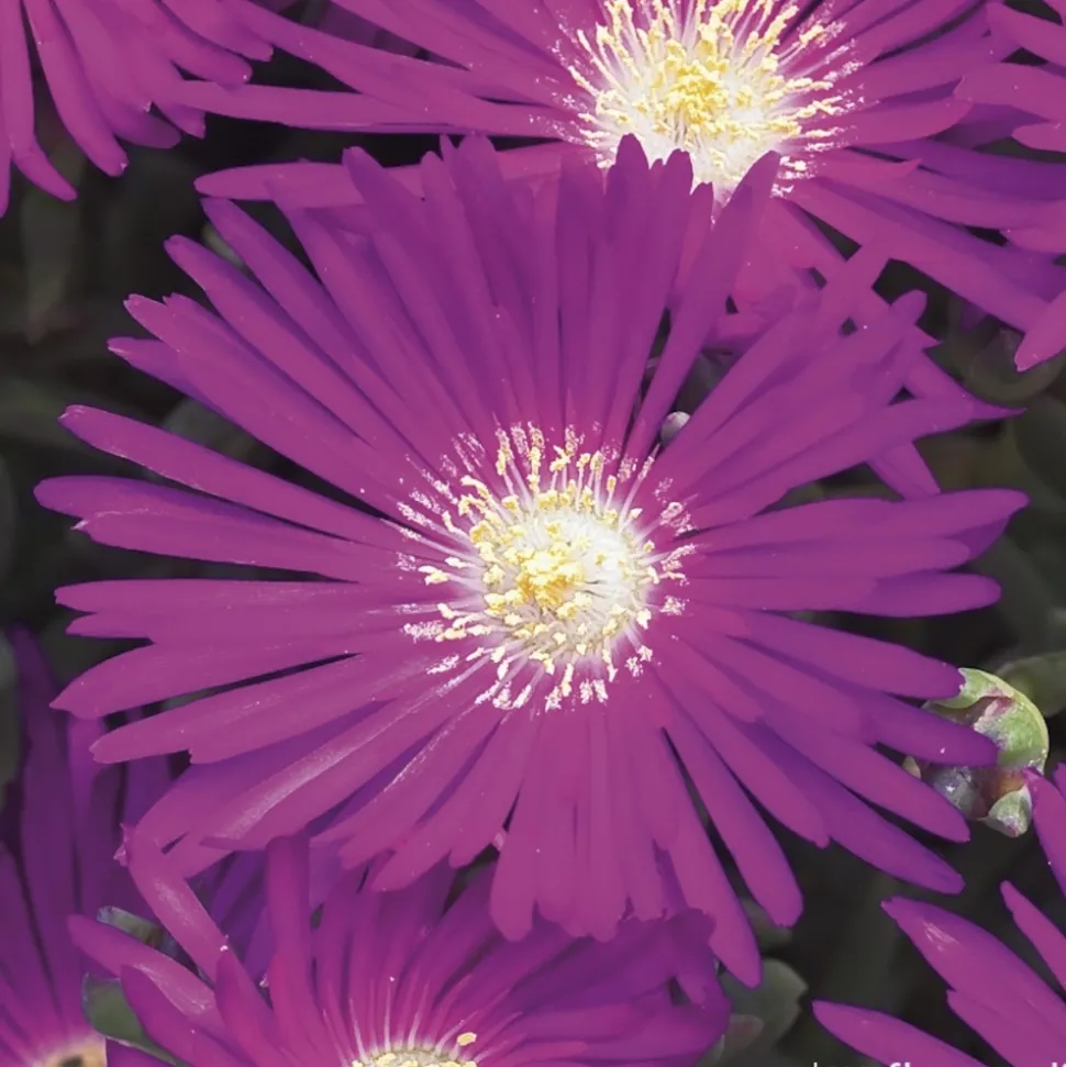 Ficoïde : pot Ø 10,5 cm