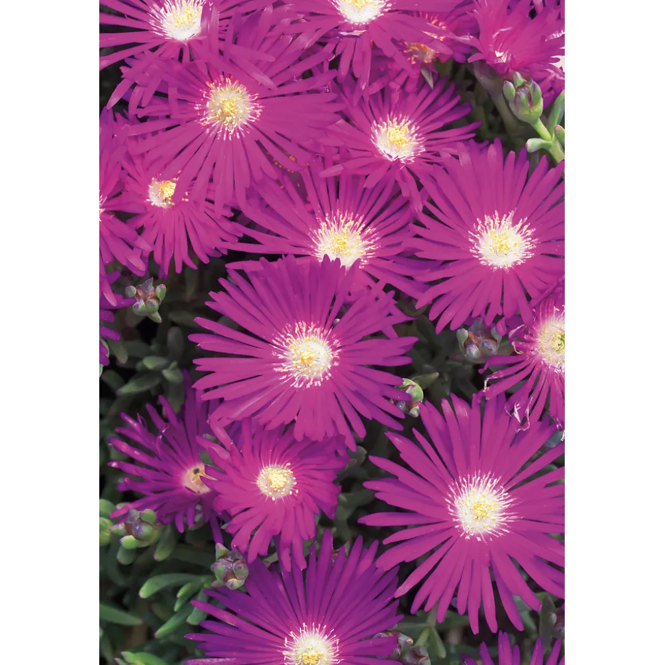 Ficoïde : pot Ø 10,5 cm