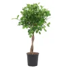 Ficus 'Moclame':Tressé H90 cm pot D21cm