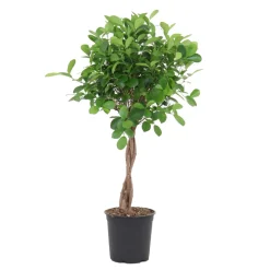 Ficus 'Moclame':Tressé H90 cm pot D21cm