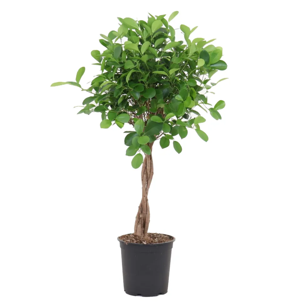 Ficus 'Moclame':Tressé H90 cm pot D21cm