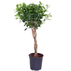 Ficus 'Moclame':Tressé H90 cm pot D21cm