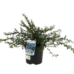 FLEUR - Céanothe rampant thyrsiflorus - ceanothus rampant thyrsiflorus pot 3l
