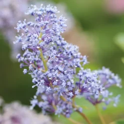 FLEUR - Céanothe thyrsiflorus skylark - ceanothus thyrsiflorus skylark pot 3l