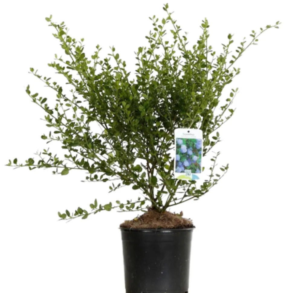 FLEUR - Céanothe thyrsiflorus skylark - ceanothus thyrsiflorus skylark pot 3l