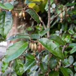 FLEUR - Chalef - elaeagnus ebbingei 60cm en pot