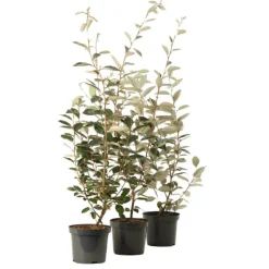 FLEUR - Chalef - elaeagnus ebbingei 60cm en pot