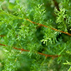 FLEUR - Cyprès de leyland - cupressocyparis leylandii 80cm en pot