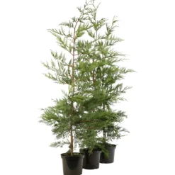 FLEUR - Cyprès de leyland - cupressocyparis leylandii 100cm en pot