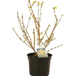 FLEUR - Forsythia minigold 3l