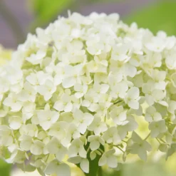 FLEUR - Hortensia arb annabelle - hydrangea arb annabelle pot 3l