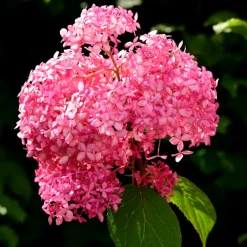 FLEUR - Hortensia arb pink annabelle - hydrangea arb pink annabelle pot 3l