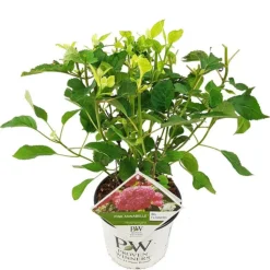 FLEUR - Hortensia arb pink annabelle - hydrangea arb pink annabelle pot 3l