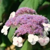 FLEUR - Hortensia aspera macrophylla - hydrangea aspera macrophylla pot 3l