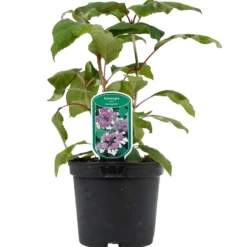 FLEUR - Hortensia aspera macrophylla - hydrangea aspera macrophylla pot 3l