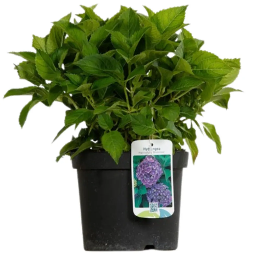 FLEUR - Hortensia bodensee - hydrangea macrophylla bodensee pot 3l