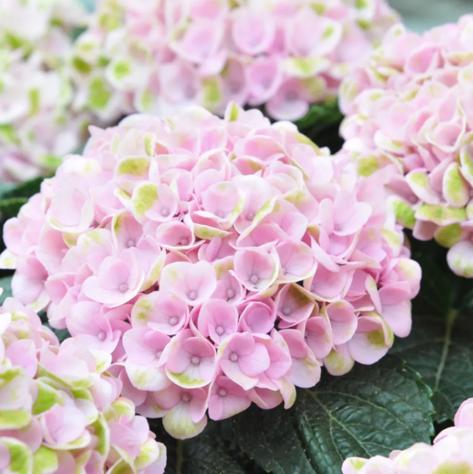 FLEUR - Hortensia bouquet rose - hydrangea macrophylla bouquet rose pot 3l