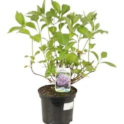 FLEUR - Hortensia bouquet rose - hydrangea macrophylla bouquet rose pot 3l