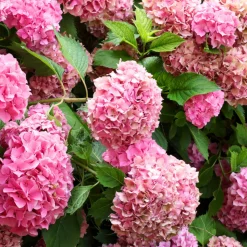 FLEUR - Hortensia macrophylla - hydrangea macrophylla pot 3l