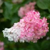 FLEUR - Hortensia paniculata vanille fraise - hydrangea paniculata vanille fraise pot 3l