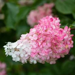 FLEUR - Hortensia paniculata vanille fraise - hydrangea paniculata vanille fraise pot 3l