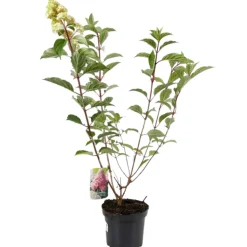 FLEUR - Hortensia paniculata vanille fraise - hydrangea paniculata vanille fraise pot 3l