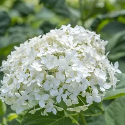 FLEUR - Hortensia paniculata little lime - hydrangea paniculata little lime pot 3l