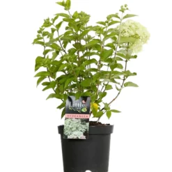 FLEUR - Hortensia paniculata little lime - hydrangea paniculata little lime pot 3l