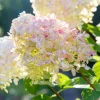 FLEUR - Hortensia paniculata phantom - hydrangea paniculata phantom pot 3l