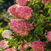 FLEUR - Hortensia paniculata sundae fraise - hydrangea paniculata sundae fraise pot 3l