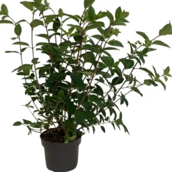 FLEUR - Hortensia paniculata sundae fraise - hydrangea paniculata sundae fraise pot 3l