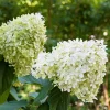 FLEUR - Hortensia paniculata limelight - hydrangea paniculata limelight pot 3 l