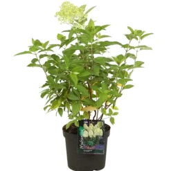 FLEUR - Hortensia paniculata limelight - hydrangea paniculata limelight pot 3 l
