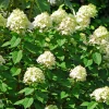 FLEUR - Hortensia paniculata grandiflora - hydrangea paniculata grandiflora pot 3l