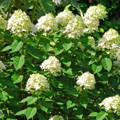 FLEUR - Hortensia paniculata grandiflora - hydrangea paniculata grandiflora pot 3l