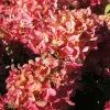 FLEUR - Hortensia paniculata diamant rouge - hydrangea paniculata diamant rouge pot 3l