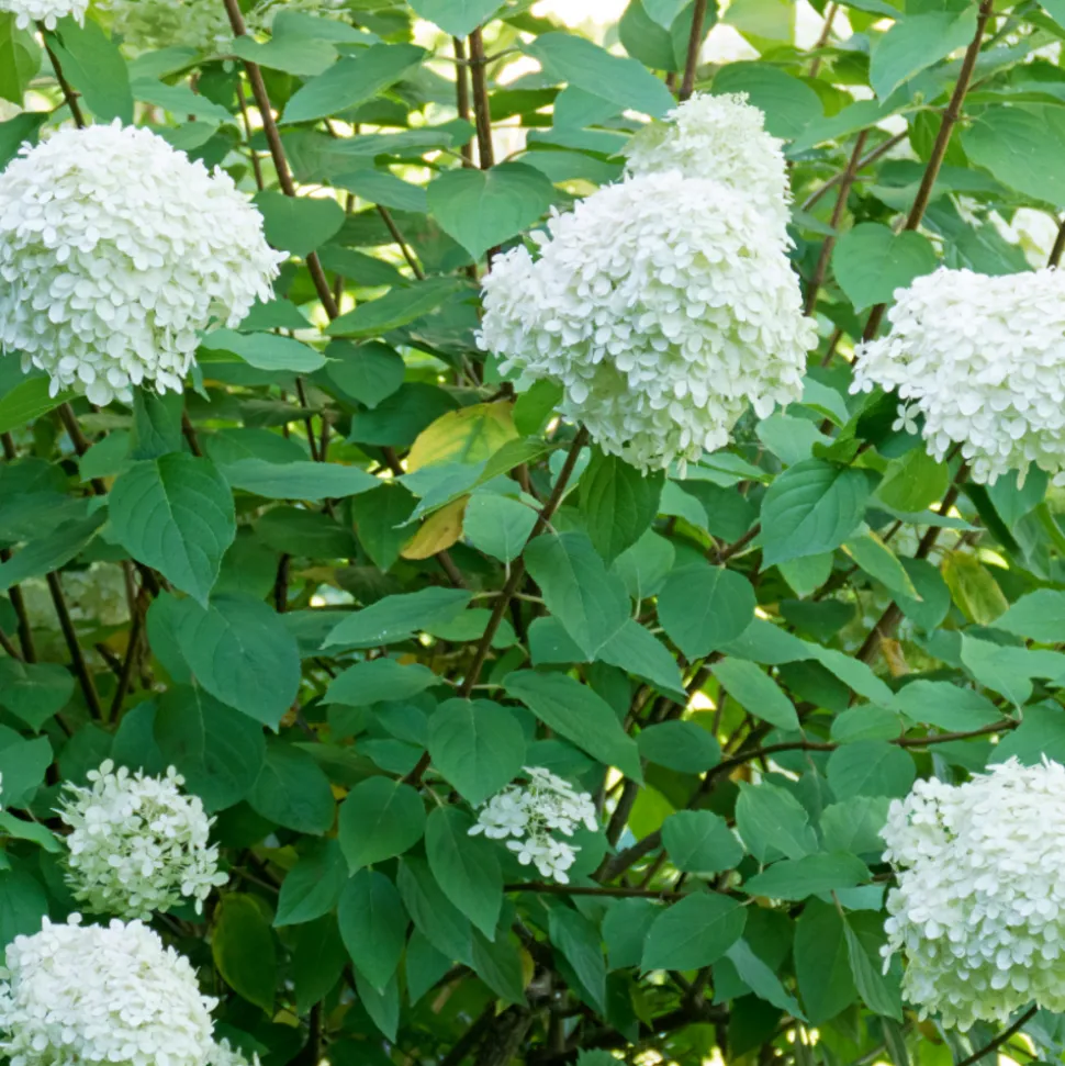 FLEUR - Hortensia paniculata bobo - hydrangea paniculata bobo pot 3l