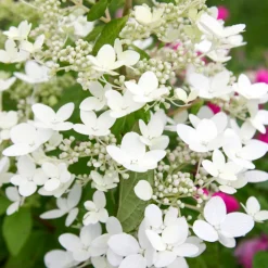 FLEUR - Hortensia paniculata kyushu - hydrangea paniculata kyushu pot 3l