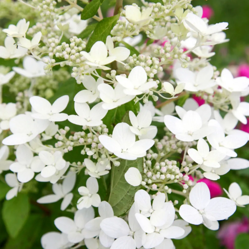 FLEUR - Hortensia paniculata kyushu - hydrangea paniculata kyushu pot 3l