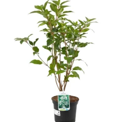 FLEUR - Hortensia paniculata kyushu - hydrangea paniculata kyushu pot 3l