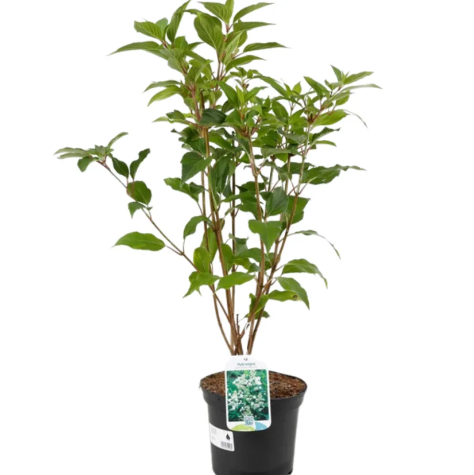 FLEUR - Hortensia paniculata kyushu - hydrangea paniculata kyushu pot 3l
