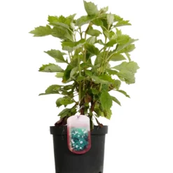 FLEUR - Hortensia quercifolia alice - hydrangea quercifolia alice pot 3l