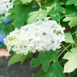 FLEUR - Hortensia quercifolia sikes dwarf - hydrangea quercifolia sikes dwarf pot 3l