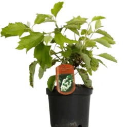 FLEUR - Hortensia quercifolia sikes dwarf - hydrangea quercifolia sikes dwarf pot 3l